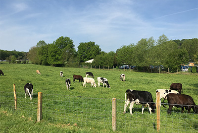 2016-05-08 10.46.18_Cows_Low res