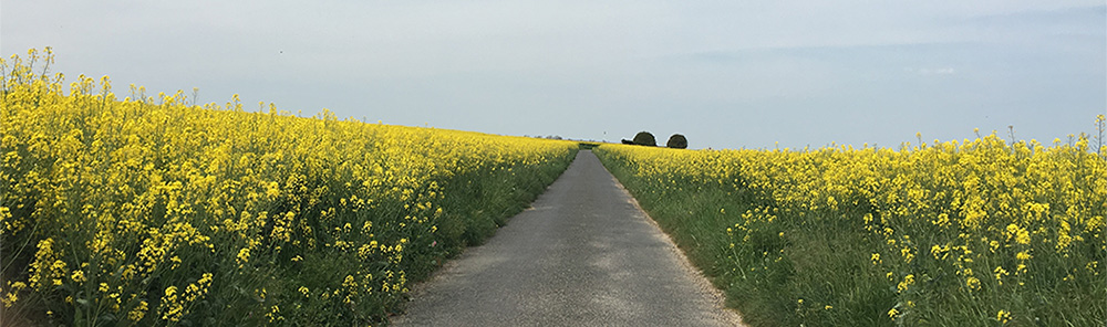 Yellow Brick Road_Lowres