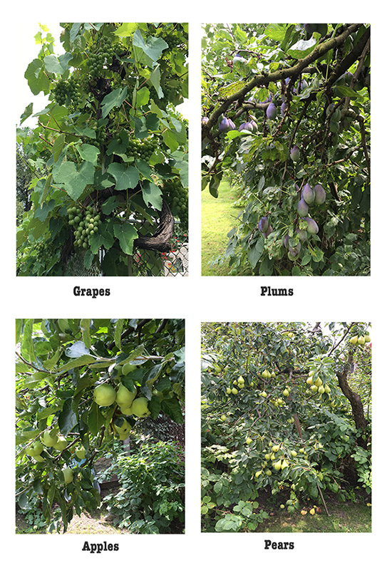 Manna from the garden Manna from the garden