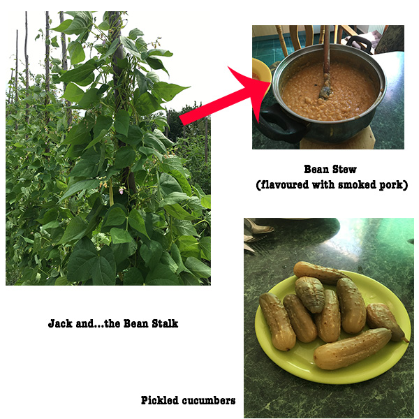 Manna from the garden Manna from the garden