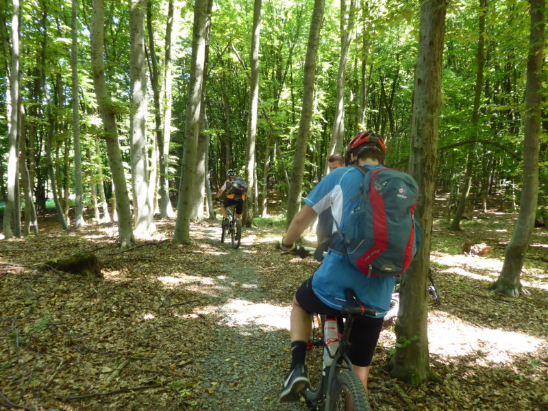Mountain bike trails in forest