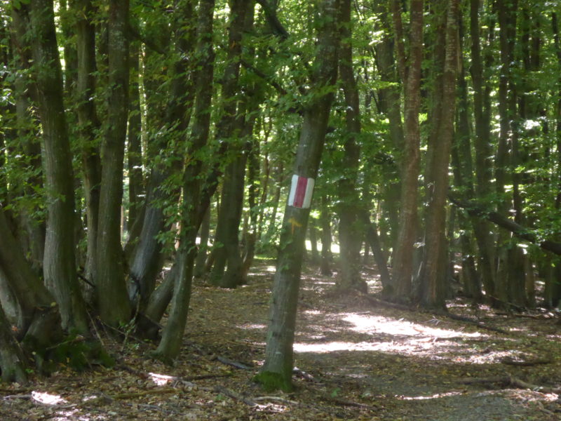 Transylvania mountain bike trail markings