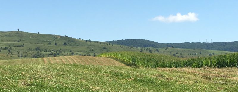 Bunesti. Maize fields.