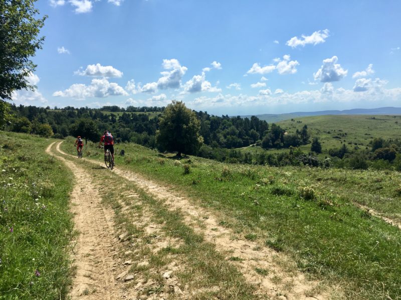 Heading towards the forest.