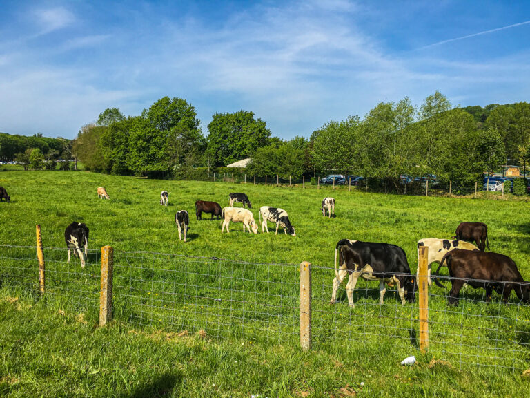 Cows Pasture