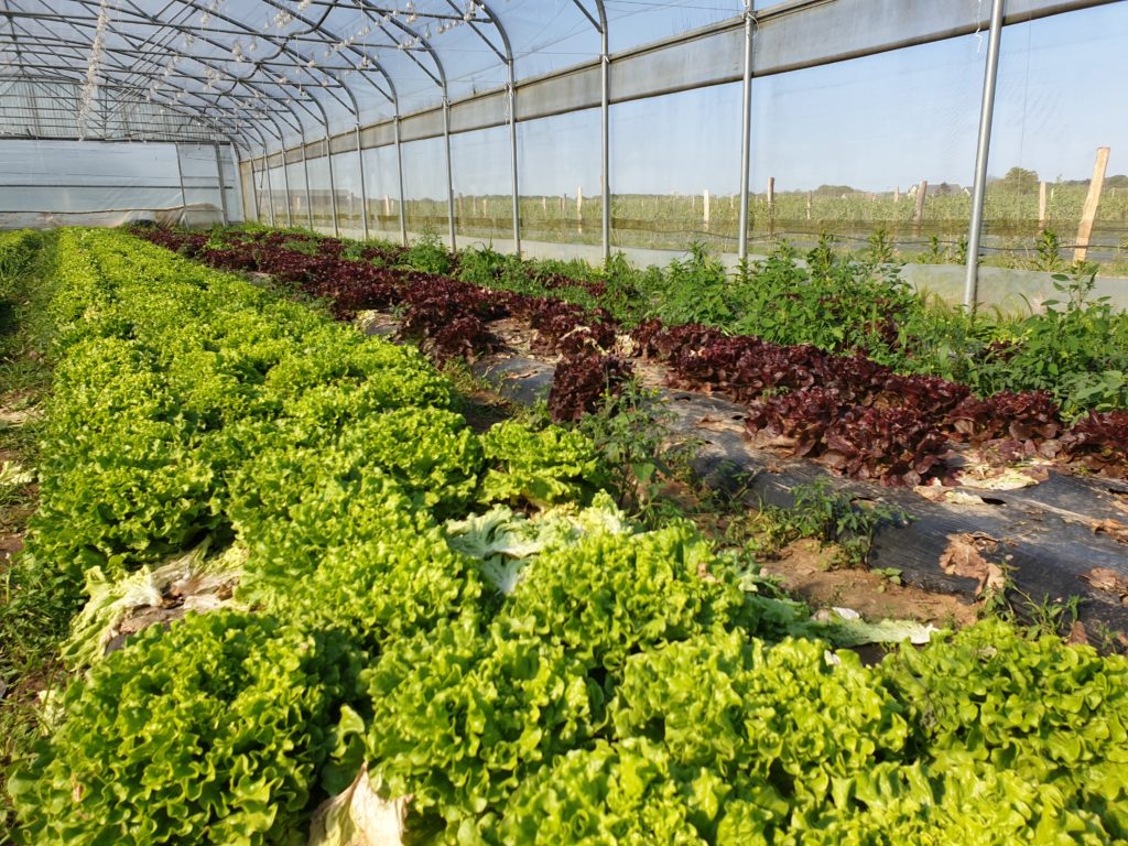 Greenhouse: Rows of Lettuce