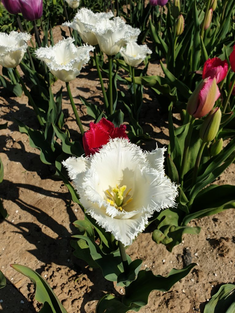 This white one attracted my attention with its flurry edges on the petals.