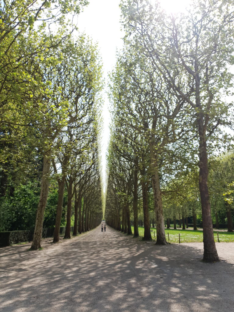 Play of light on the trees in Parc de Sceaux
