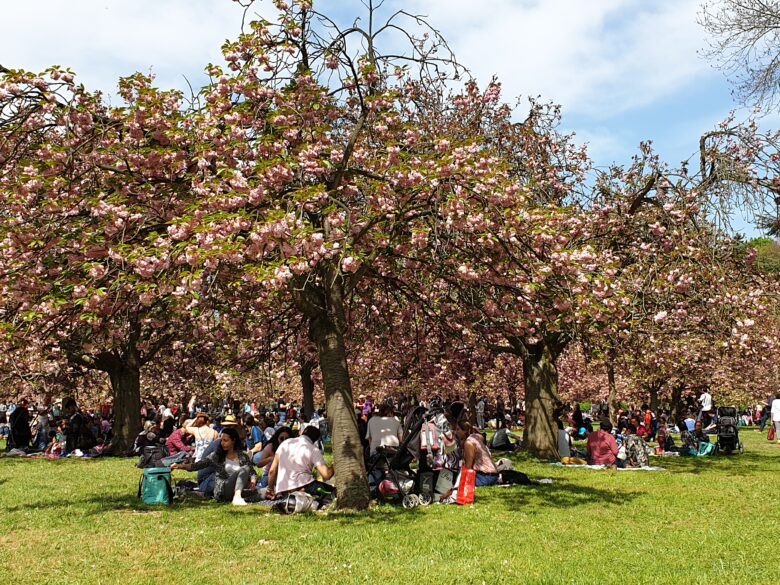 Picnicking under Cherry Blossoms