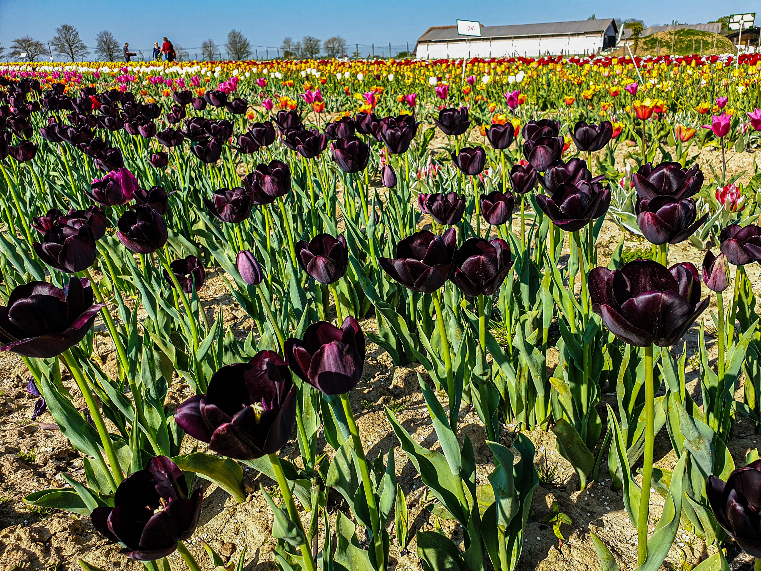 Black Tulips