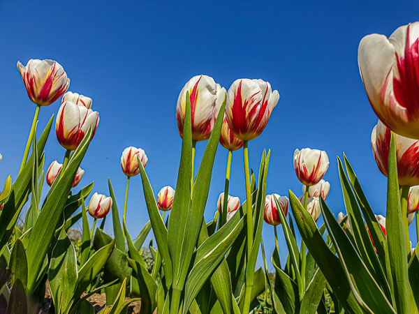 Ep 3 Ferme Viltane. Tulips. April 2019