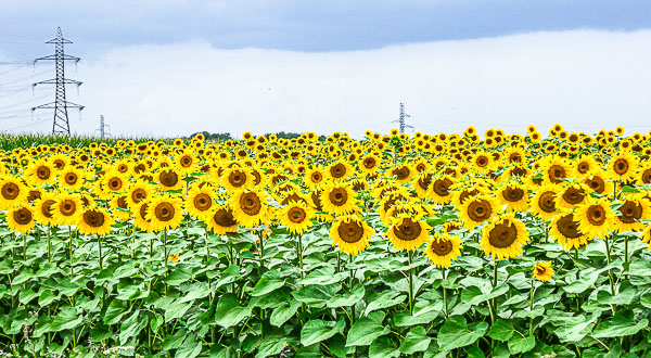 Ep 1 La Loire, France. July 2017. Sunflower.