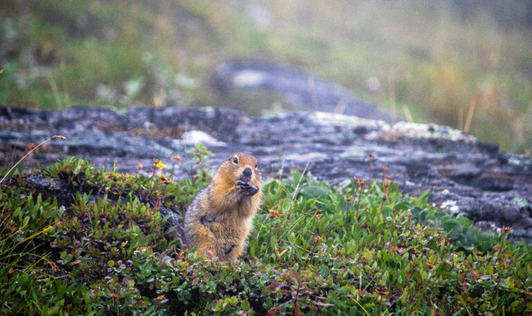 Squirrel - Front View