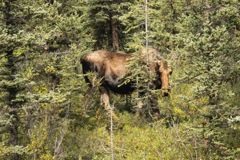 Father Moose
