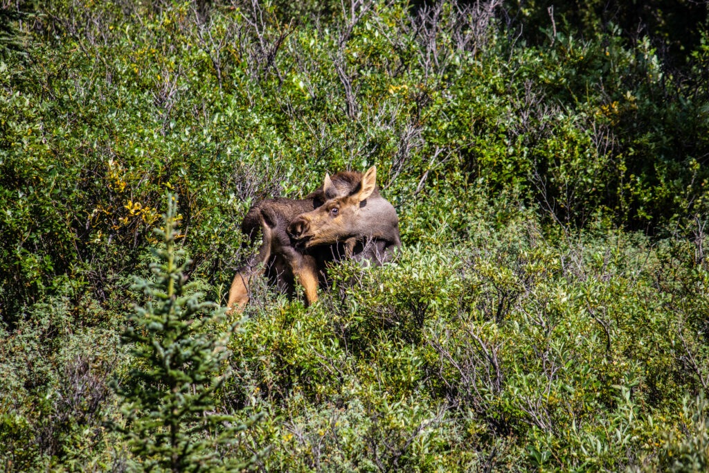 Baby Moose
