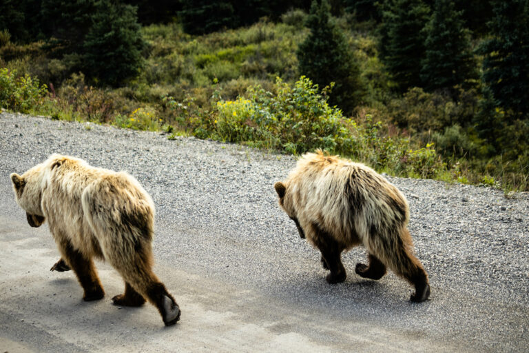 Followed by 2 other smaller bears