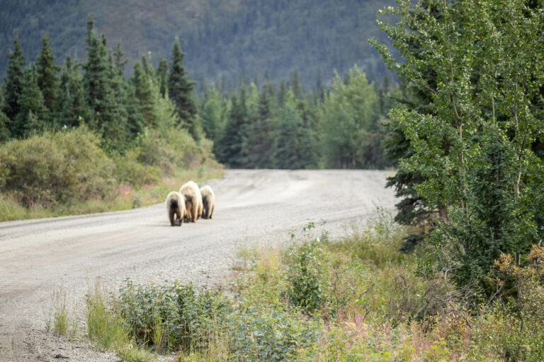 Goldilocks Bears