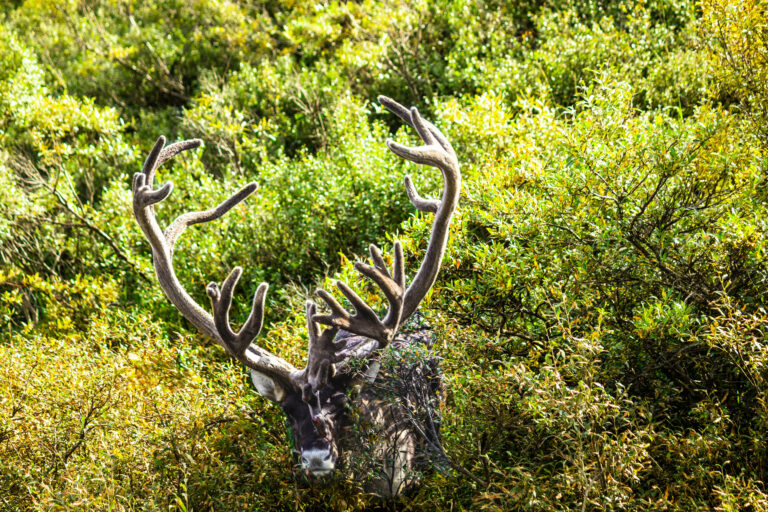 A caribou
