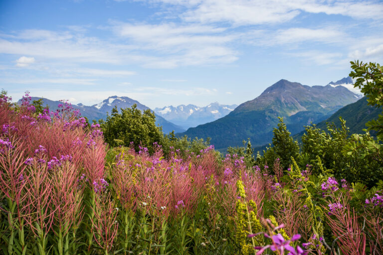 Fireweed blossoms