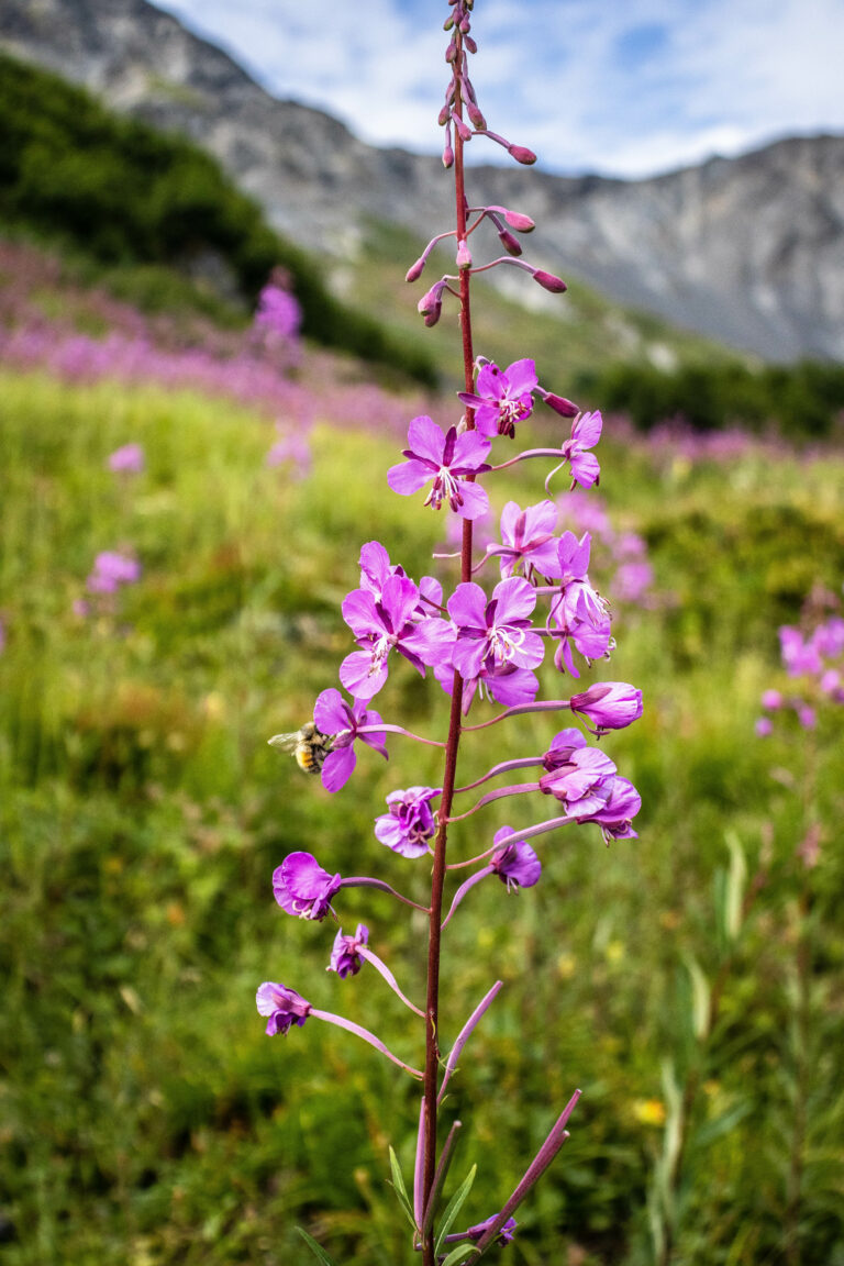 A bumblebee on Fireweed blossoms.