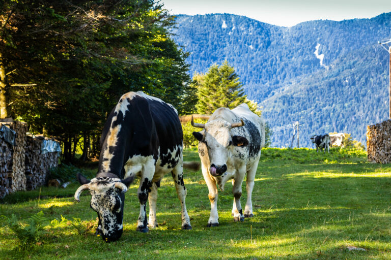 2019 08 Kruth Vosges Cows