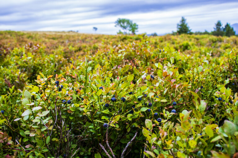 Kruth Day 2: Blue Berries