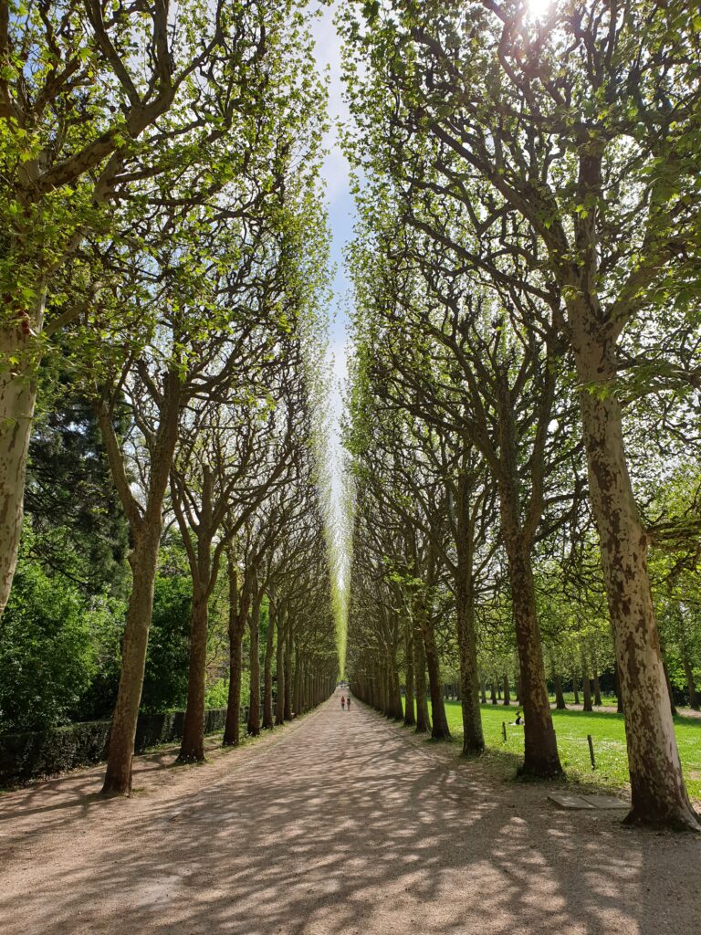 Play of light on the trees in Parc de Sceaux