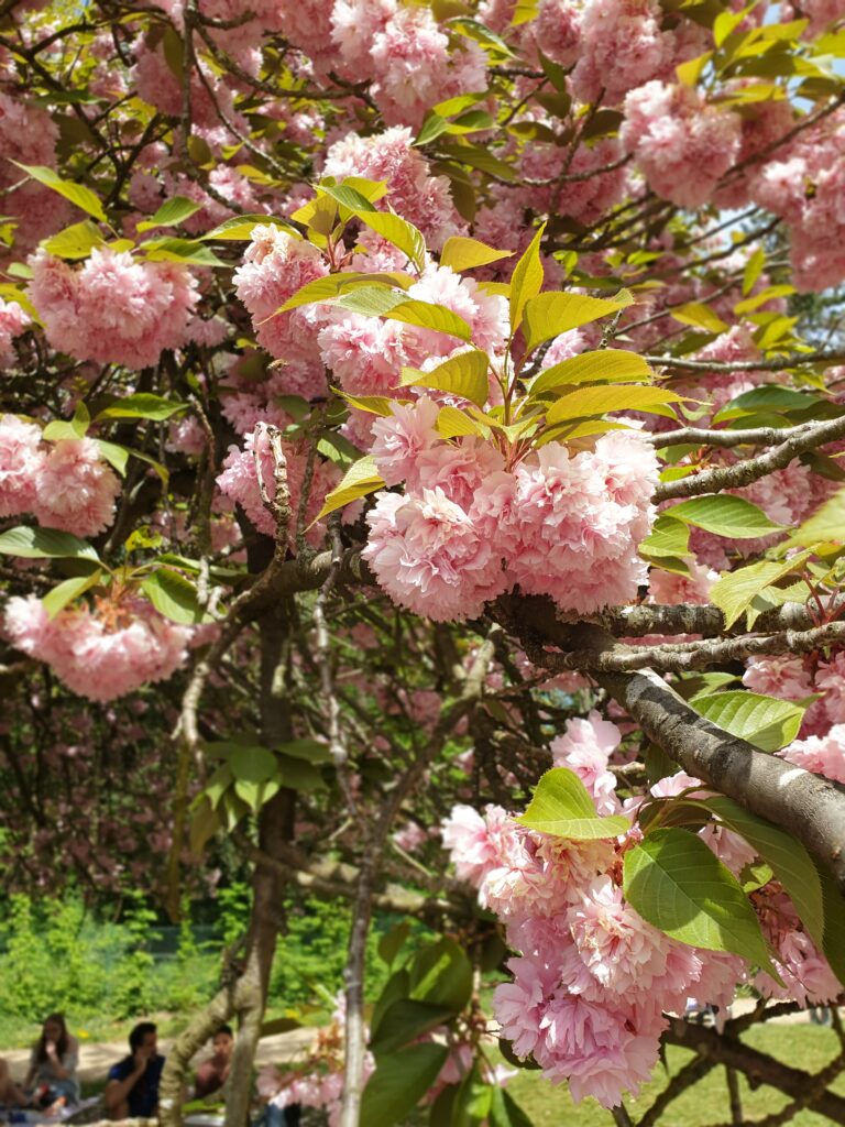 More Cherry Blossoms.