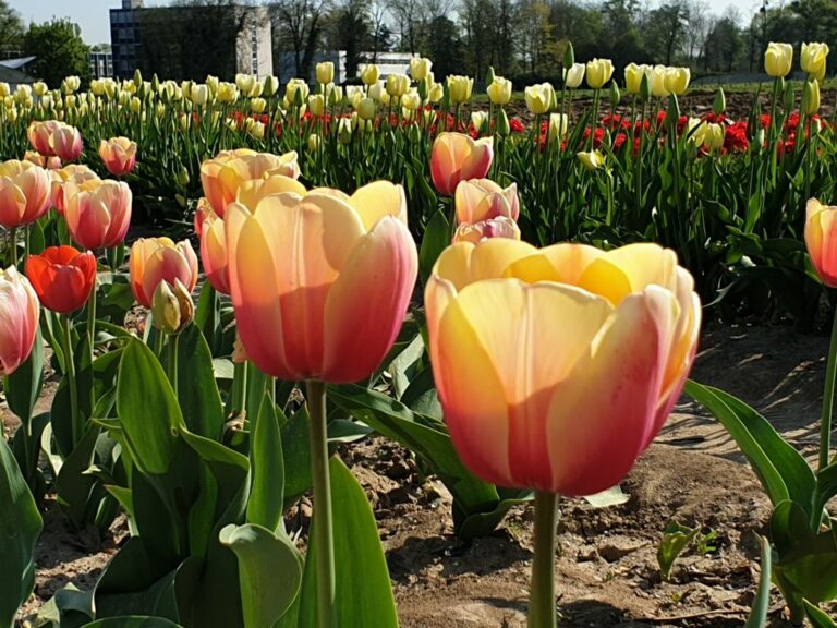 Duo-coloured tulips