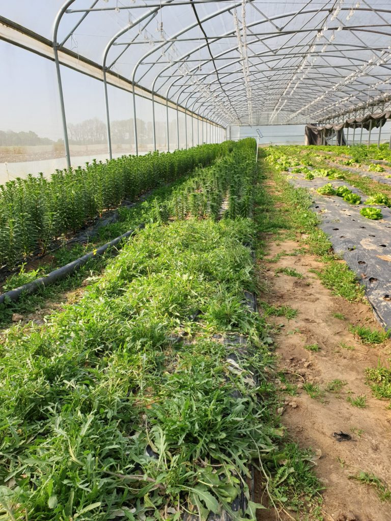 Greenhouse: Rocket
