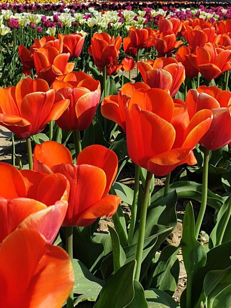 Red Tulips
