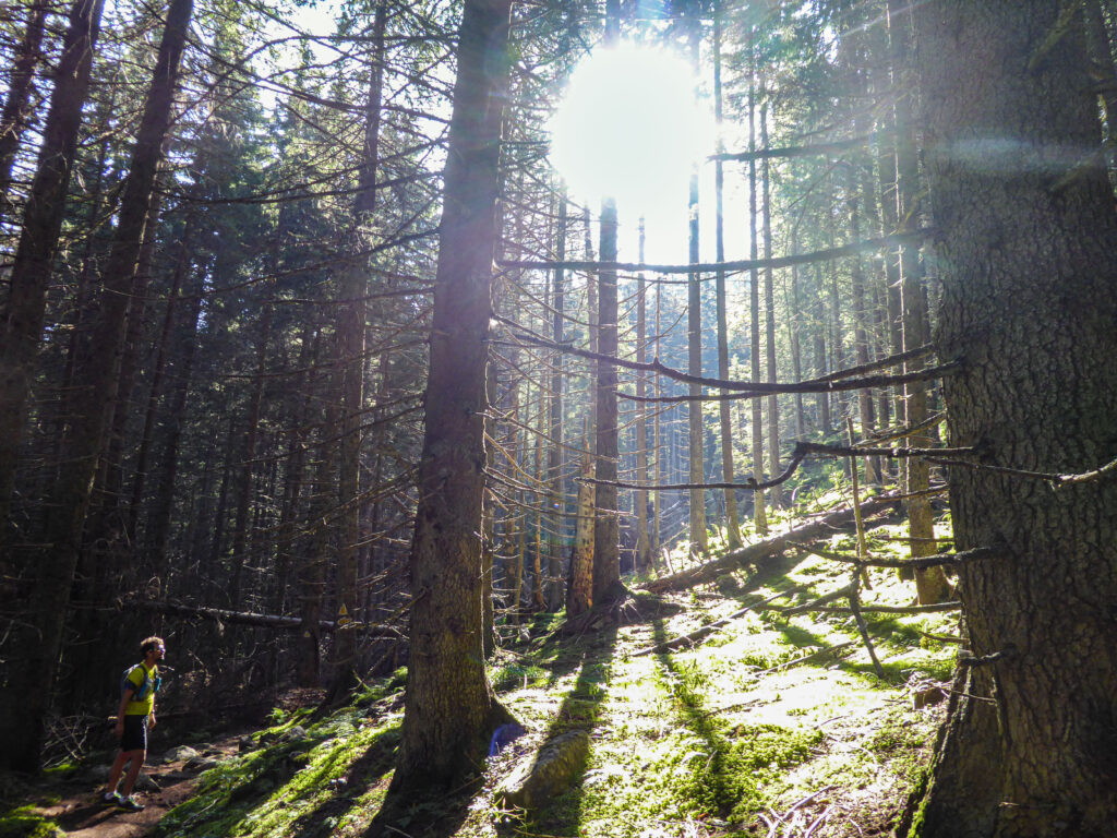 Small & Forest
